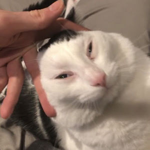 Meet your Posher, Peter